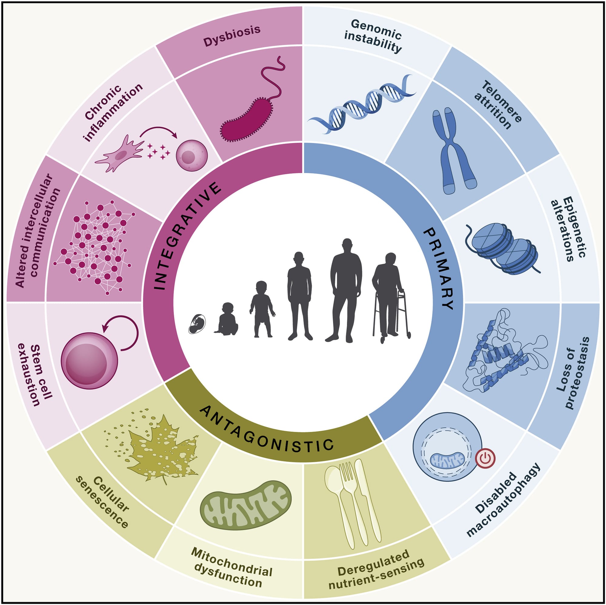 A circle outlining the nine hallmarks of aging.